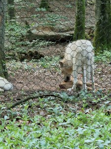 40 Jahre Förderkreis Merziger Wolfsgehege e. V. !